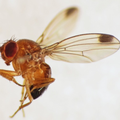 Spotted Drosophila